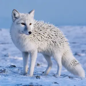 Arctic fox + Hedgehog